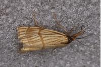 Chrysocrambus linetella