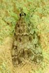 Scoparia basistrigalis