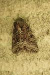 Thalpophila matura