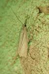 Chrysoteuchia culmella