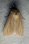 Mythimna pallens