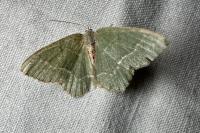 Hemithea aestivaria