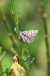 Ematurga atomaria