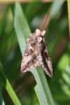 Autographa gamma