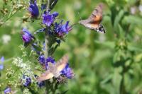 Macroglossum stellatarum