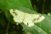 Idaea trigeminata