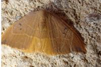 Watsonalla binaria