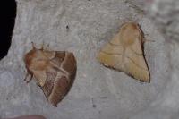 Malacosoma neustria