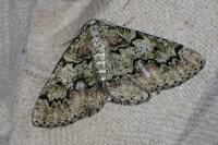 Cleorodes lichenaria