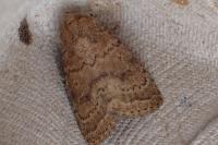 Hoplodrina octogenaria