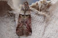 Acrobasis consociella