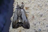 Harpyia milhauseri