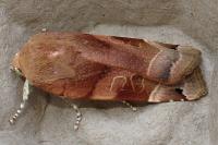 Noctua fimbriata