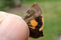 Noctua janthina