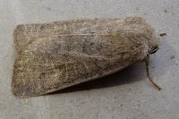 Hoplodrina ambigua