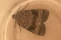 Amphipyra pyramidea