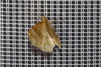 Cepphis advenaria