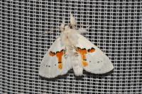 Leucodonta bicoloria