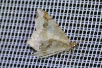 Macaria alternata