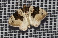 Cosmorhoe ocellata