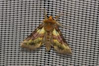 Diachrysia chrysitis