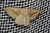 Scotopteryx mucronata