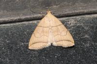 Herminia grisealis