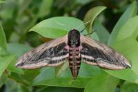 Sphinx ligustri