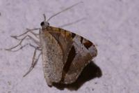 Macaria wauaria