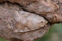 Cosmia trapezina