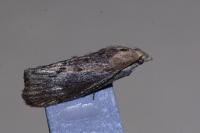 Galleria mellonella