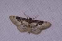 Idaea rusticata