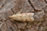 Homoeosoma sinuella