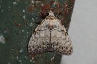 Meganola strigula