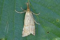 Chrysocramboides craterellus