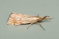 Chrysocrambus linetella