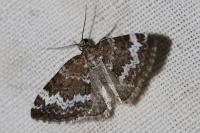Perizoma alchemillata