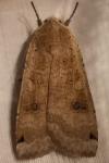 Noctua pronuba