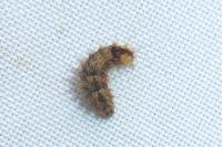 Nola confusalis