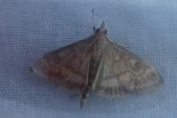 Ostrinia nubilalis