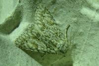 Acronicta aceris