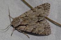 Acronicta psi/tridens