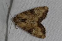 Apamea scolopacina