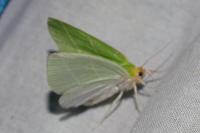Bena bicolorana