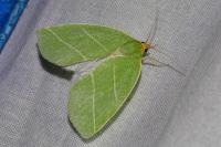 Bena bicolorana