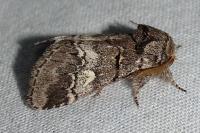 Drymonia querna