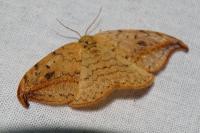 Drepana falcataria