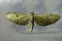 Eupithecia absinthiata