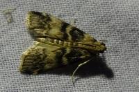 Euzophera pinguis