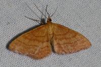 Idaea ochrata